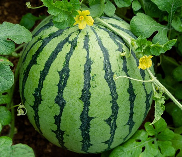 1695952377719719.jpg